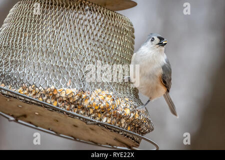 Carolina Chickadee (Poecile carolinensis) à une mangeoire Banque D'Images