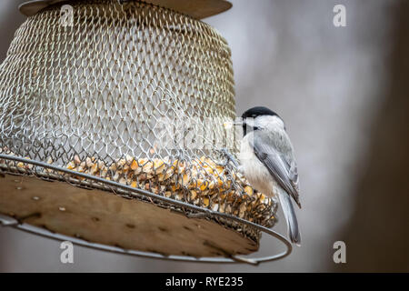 Carolina Chickadee (Poecile carolinensis) à une mangeoire Banque D'Images