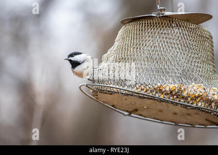 Carolina Chickadee (Poecile carolinensis) à une mangeoire Banque D'Images