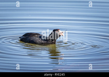 Foulque d'Amérique (Fulica americana) la pêche sur un lac Banque D'Images