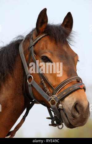 Portrait of young color bay horse Banque D'Images