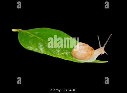 Escargot avec une coquille en spirale sur une feuille verte, d'isoler sur un fond noir Banque D'Images