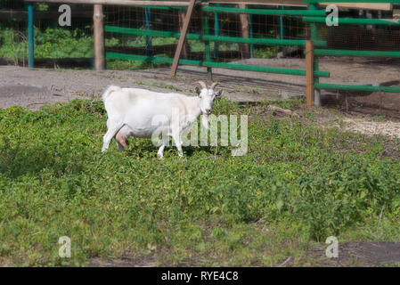 Chèvre blanche avec des cornes et de la mamelle est pâturée dans la cour de la ferme Banque D'Images