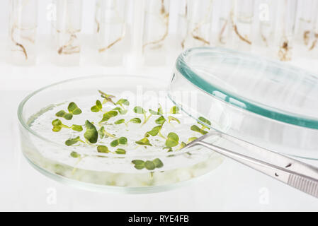 Matériel biologique Les organismes génétiquement modifiés dans une boîte de Petri sur un fond clair closeup Banque D'Images
