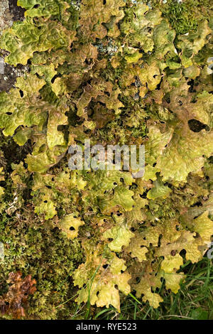 Gros plan du Croissant vert lichen Lobaria pulmonaria à côté de la mousse, Ecosse, Royaume-Uni. Banque D'Images