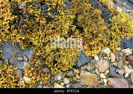 Canalisé et rack rack en spirale de plus en plus d'algues sur un plage écossais, Écosse, Royaume-Uni Banque D'Images