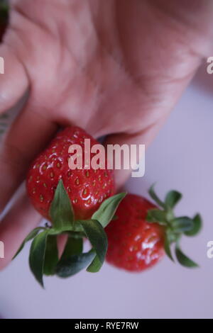 Fraise mûre, fruits, photo utilisé pour la conception publicitaire, packaging, marketing, voyage et plus Banque D'Images