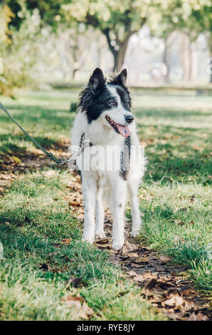 Chien jouant dans le parc. belle photographie noir et blanc chien marcher avec son propriétaire. Banque D'Images