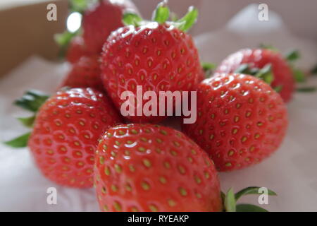 Fraise mûre, fruits, photo utilisé pour la conception publicitaire, packaging, marketing, voyage et plus Banque D'Images