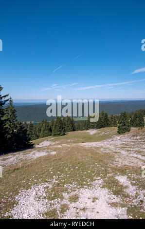 De superbes vues depuis le Jura suisse à l'échelle de la Suisse / alpes et le Mont Blanc dans le lointain. Pins de la forêts alpines Banque D'Images