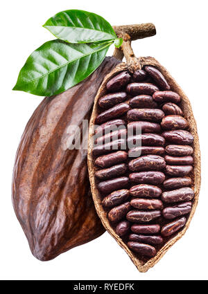 Cabosse de cacao ouvert avec les graines qui est accrochée à la branche. Photo conceptuelle. Chemin de détourage. Banque D'Images