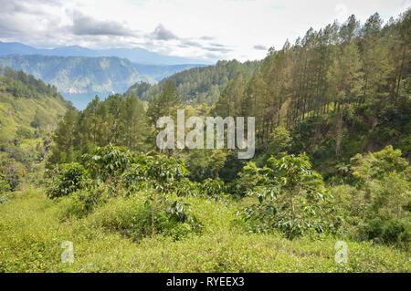 Beaux paysages panoramiques du lac Toba et plantations de café dans le Nord de Sumatra, Indonésie Banque D'Images