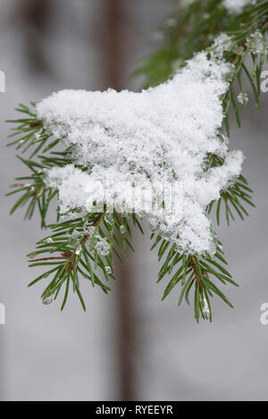 Dans la forêt au début du printemps. Branches de sapins avec des restes de neige et de gouttes d'eau de fusion sur les aiguilles de près. Banque D'Images