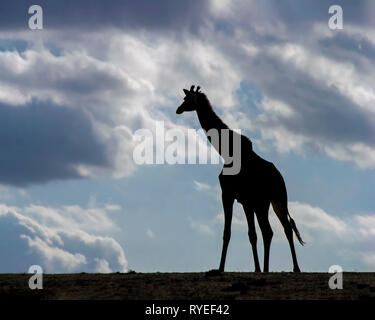 Silhouette d'une giraffe réticulée (Giraffa camelopardalis reticulata) sur un fond de ciel nuageux. Photographié au Kenya, Samburu National Reserve, Banque D'Images