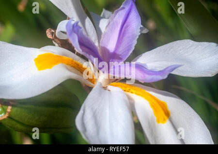 Dietes grandiflora (noms communs sont grandes wild iris, iris fées) origine, l'Afrique du Sud dans des jardins communs à travers le monde. Photographié en Israël en Fe Banque D'Images