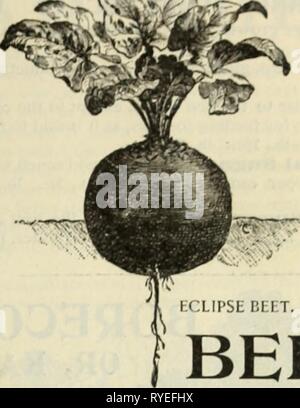 E. H. Hunt : seedsman1895ehhuntseedsman hunt Année : 1895 ECLIPSE Hi ! L'DLWING BETTERAVES BETTERAVES T.. Banque D'Images