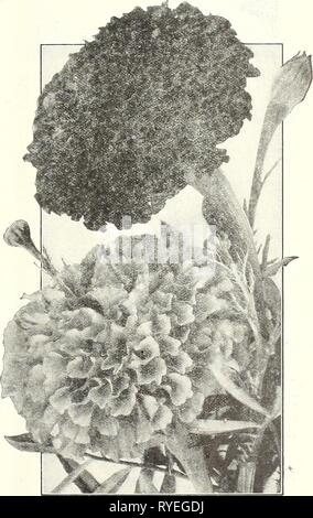 Dreer's Liste des prix de gros : des graines de fleurs pour le fleuriste plantes pour les fleuristes, les ampoules pour les fleuristes, les graines potagères engrais, fongicides, insecticides, met en œuvre, etc1922dreerswholesalep henr Année : 1922 CRYSTAL PALACE LOBELIA COMPACTA OEILLET, LÉGION D'HONNEUR (mauve) Lavatera annuel Tr. pkt. Oz. Trlmestrls grandlflora rosea 1540 Linum. Orandiflorum rubrum (lin écarlate) 1020 Lobelia. Toutes les variétés sont utilisées pour la literie, des vases.'etc. Les variétés speciosa et gracilis sont d'une habitude et sont spécialement adaptés pour les paniers suspendus, etc. Les semences doivent être semées tôt. Il germ Banque D'Images