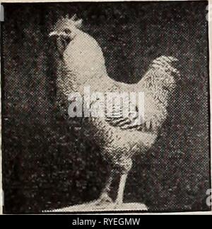 L'easternpoultryma poultryman électionné312Année : 1902 T-IL EST DE L'POULTRYMAN. La lumière 191 1967 Brahmas poulets nouvellement éclos. Oeufs à couver. Catalogue sur demande. CHAS. L. CUSHMAN, 239, avenue de Minot, Auburn, Maine. iss OLD HOMESTEAD COUVEUSE est le seul fait de la couveuse en tbe woild qui vous faites passer son nombre de poussins jusqu'à ce qu'ils sont trois mois. Nous faisons trois tailles, 30, 50 et 100 poussins. Catalogue gratuit. OLD HOMESTEAD COUVEUSE Co., New York, Massachusetts. INPIIRATDRQ trente jours de procès. I R U U Dn I U MU la seule entreprise m.ichine parfait dans le monde. Notre grand illustré Banque D'Images