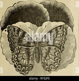 Semences florales et Drumm Co. : Automne, 1894-51895drummseedfloralc Année : 1895 tambour Drumm Semences et graines de fleurs fleurs Co. 21-suite. environ quatre mois après avoir semé la graine. Les fleurs sont de forme parfaite, grande, et très doux parfum. La gamme des couleurs éclatantes grâce à beaucoup de belles nuances de rouge, rose, blanc, varié, etc. ; ce qui est de valeur spéciale, l'éclate jamais calix. Celles semées au printemps la floraison commence au début de l'été, et continuer à fleurir à profusion jusqu'à vérifié par le gel, lorsqu'ils peuvent être surmoulés et prises à la Chambre et fleurissent tout l'hiver, bien que, si l'intention et Banque D'Images