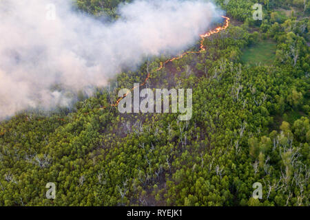 Ligne de feu de broussailles à la jungle des tourbières dans la région de Sabah Malaisie Bornéo