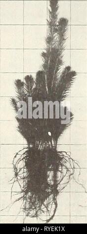 Effets de la fumigation du sol sur la production de matériel de pépinière de conifères à deux montagnes Rocheuses du nord forestières effectsofsoilfum91boyd Année : 1971 Unfumi fumigés Douglas-fir (2-0) Coeur d' Alene nursery Banque D'Images