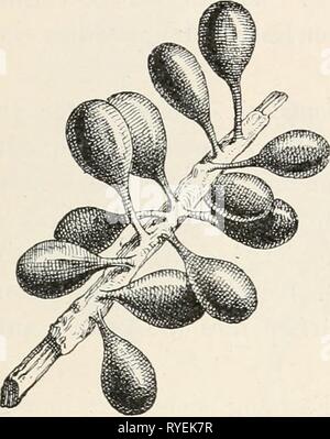 Le Dr L. Euler's Kryptogamen-Flora von Deutschland, Österreich und der Schweiz0110drlrabenhorstskr rabe Année : 1920 11 ii. Feuchtigkeit s. w. bedingten, zum Teil wohl auch die Innern Faktoren, Plasmodien Sporangien schreiten zur- (Fig. 2.) (oder bei den exosporen Sporophor-Bildung Schleimpilzen) zur. (Fig. 1.) gestielten à tête chauve, die der Unterlage (Hypothallus ungestielt aufsitzenden), kugeligen birn, kreiseiförmigen walzlichen- oder, oder wurmförmigen (Fig. 3) Sporangien in haben die Größe von Stecknadelknopfes nehmen und zur Zeit der Sporenreife eine für jede Art charakteristisch Banque D'Images