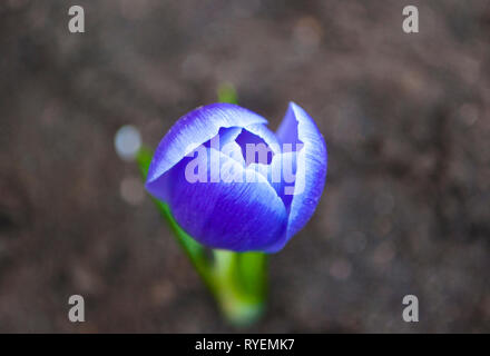 Purple crocus magnifique en pleine croissance. Belle première fleurs de printemps crocus fleur. Banque D'Images