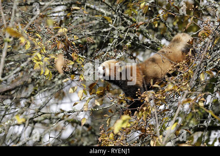 Le panda rouge, Ailurus fulgens, l'alimentation Banque D'Images