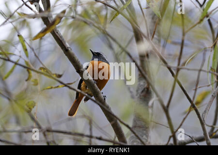 Phoenicurus auroreus Daurian, Paruline flamboyante, homme Banque D'Images