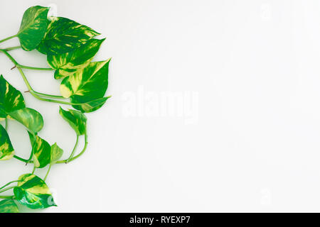 Golden pothos ou lierre du diable ou Epipremnum aureum, feuilles en forme de cœur blanc backgroun sur vigne avec l'exemplaire de l'espace pour votre texte. Le jour de la Terre mère background Banque D'Images