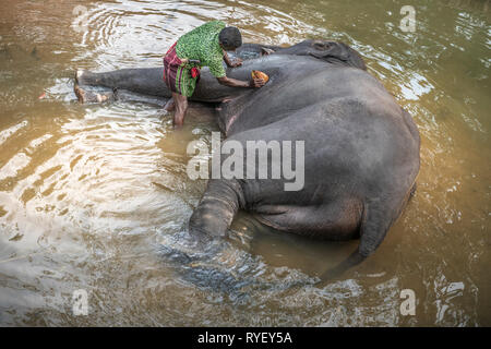 Dans la chaleur torride, un éléphant du Sri Lanka bénéficie d'fixant dans les eaux fraîches d'une rivière en tant que son cornac frotte-le avec une noix de coco. Banque D'Images