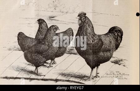 L'easternpoultryma poultryman électionné66Année : 1905 86 L'EST POULTRYMAN. Plymouth Partridge Rocks. ''Conquérant/'-Coq Prix JST. 'La reine Mary/'-1ère poule. 'Princesse/'-1ère Pollet. WORLD'S FAIR, ST. LOUIS, 1904. C'est un grand plaisir, ce mois, de présenter à l'inspection de nos lecteurs, la vie-comme des illustrations de trois des lauréats lors de la récente Foire du monde. Partridge Plymouth Rocks sont une nouvelle variété, mais elles possèdent toutes les qualités de la prescription, chamois, ou blanc Plymouth Rocks, comme un oiseau, alors qu'ils ont le plumage de la Perdrix Banque D'Images