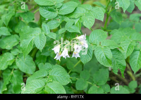 Bush de pommes de terre avec des fleurs blanches fleurs Banque D'Images