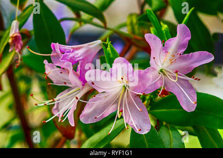 L'Azalea flower Banque D'Images
