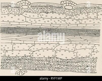 L'électro-physiologie humaine electrophysiolog02bied Année : 1896-1898 du système veineux. (F. Kurtz FIG. 141.-T.S. de lame de lr, Dininrn-II', parallèle à la latérales. (F. Kurt/.) 2 ou 3 rangées de cellules ressemblant à ceux décrits ci-dessus, puis 3-4 couches Banque D'Images