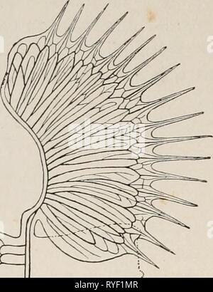 L'électro-physiologie humaine electrophysiolog02bied Année : 1896-1898 du système veineux. (F. Kurtz Banque D'Images