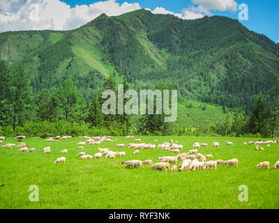Un troupeau de moutons paît pré vert au pied des hautes montagnes. Le concept de la qualité de l'air, produits naturels. Banque D'Images