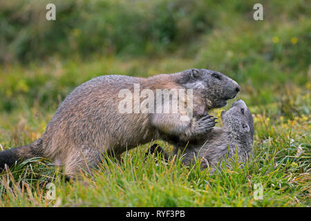 Marmotte des Alpes (Marmota marmota) jouant avec les jeunes adultes, le Parc National du Hohe Tauern, Carinthie, Autriche Banque D'Images