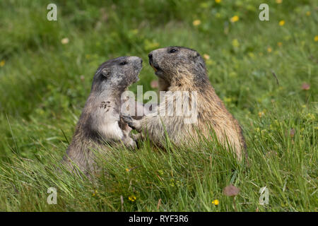 Marmotte des Alpes (Marmota marmota) jouant avec les jeunes adultes, le Parc National du Hohe Tauern, Carinthie, Autriche Banque D'Images