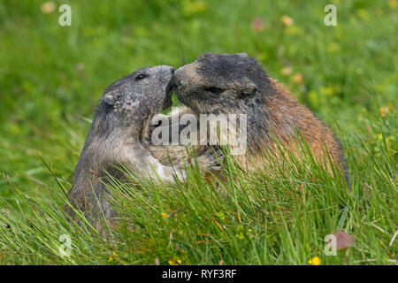 Marmotte des Alpes (Marmota marmota) jouant avec les jeunes adultes, le Parc National du Hohe Tauern, Carinthie, Autriche Banque D'Images