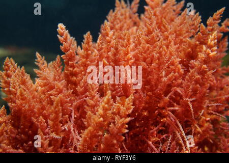 Mauvaises herbes harpon l'algue rouge Asparagopsis armata sous l'eau dans la mer Méditerranée, l'Espagne Banque D'Images