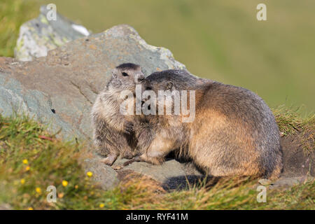 Marmotte des Alpes (Marmota marmota) jouant avec les jeunes adultes, le Parc National du Hohe Tauern, Carinthie, Autriche Banque D'Images