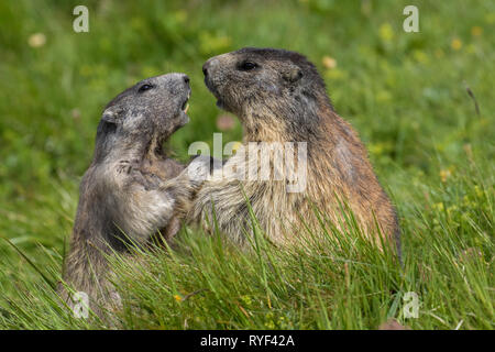 Marmotte des Alpes (Marmota marmota) jouant avec les jeunes adultes, le Parc National du Hohe Tauern, Carinthie, Autriche Banque D'Images