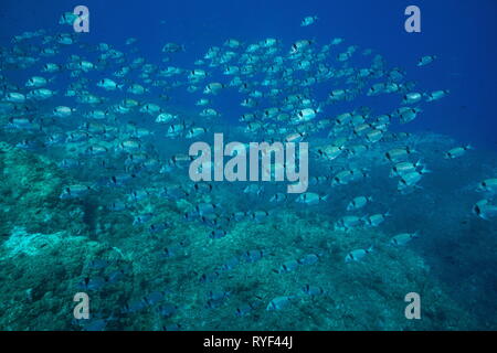 École de poisson deux bagués royale Diplodus vulgaris sous l'eau dans la mer Méditerranée, les îles Medes, Costa Brava, Espagne Banque D'Images