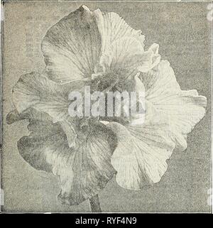Dreer's Liste des prix de gros pour les fleuristes : graines de fleurs bulbes plantes graines gazon articles divers dreerswholesalep 1930henr 0 Année : 1930 HENRY A. DREER Hardy 23 LISTE DE GROS Plantes&Jax gt;ane !"e lTi" Dreer's Imperial iris japonais Iris japonais six superbes Nous avons sélectionné les six variétés d'une longue liste de présentations comme le plus distinctif. Avec leurs riches couleurs, lustré et leur forme raffiné ? Ils ont un rang élevé dans ce majestueux catégorie de fleurs orientales. Azure. Lit immense, fleurs mauve-délicieusement agité ; bleu, jaune plus sombre entourant halo blotch à la base des pétales. Berth Banque D'Images