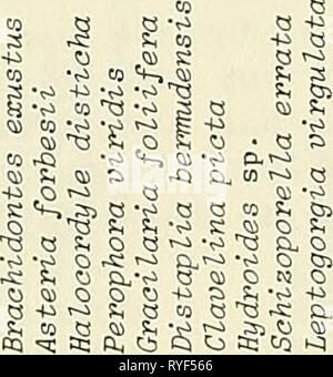 Effets écologiques des décombres à la construction de la jetée de weir Murrells Inlet, en Caroline du Sud, ecologicaleffect00vand Année : 1984 o Cq 03 y&gt ; un cq, cc 26 Banque D'Images