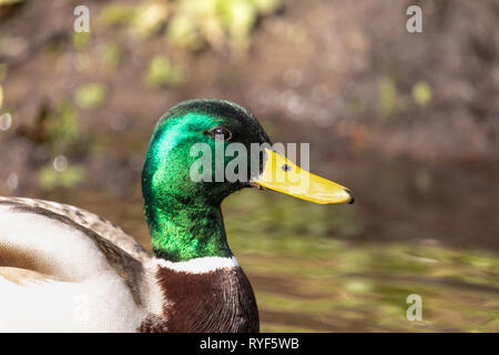 Portrait de côté un mâle canard colvert (Anas platyrhynchos) dans un cadre naturel magnifique au bord du lac, montrant le plumage vert tête Banque D'Images