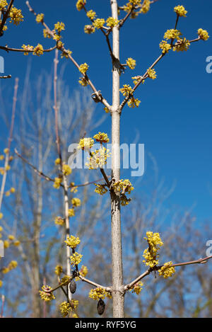 Cornus mas arbuste Banque D'Images