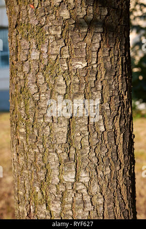 Écorce Quercus ilex, Close up Banque D'Images