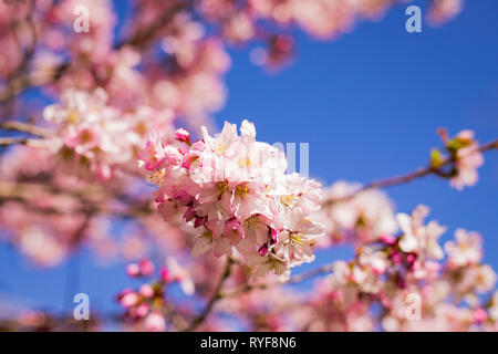 Prunier rose.Branches de pruniers en fleurs sur fond de ciel bleu.background rose avec des fleurs de printemps. Les rameaux de cerisier avec fleurs de printemps .est Banque D'Images